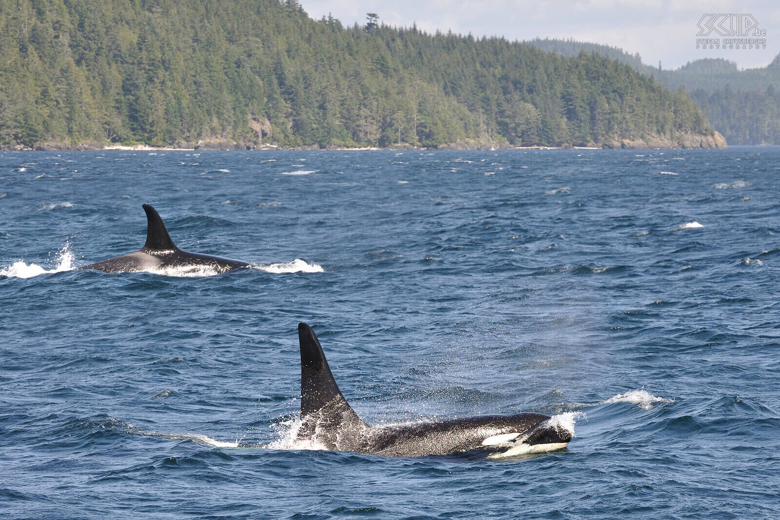 Telegraph Cove - Orca's In de wateren van de Johnstone Strait zijn er het hele jaar door orca families aanwezig. Stefan Cruysberghs